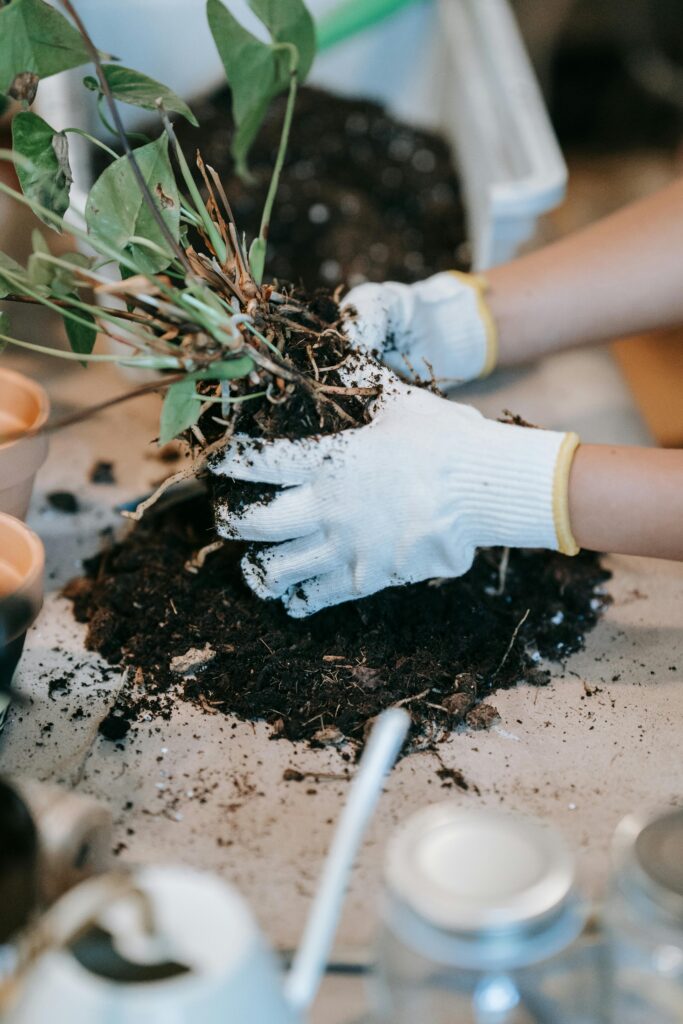 Gardening enthusiast planting a green indoor plant using protective gloves.